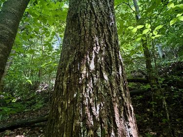 0000 Haynes Cemetery Road, Somerset, KY 42501