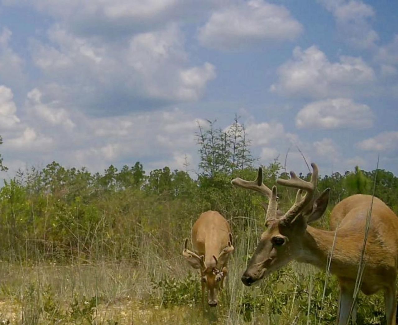 Sw Scotts Ferry Road, Other, FL 32466 Photo