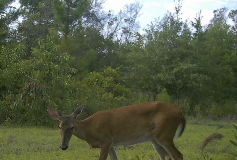 Sw Scotts Ferry Road, Other, FL 32466 Photo
