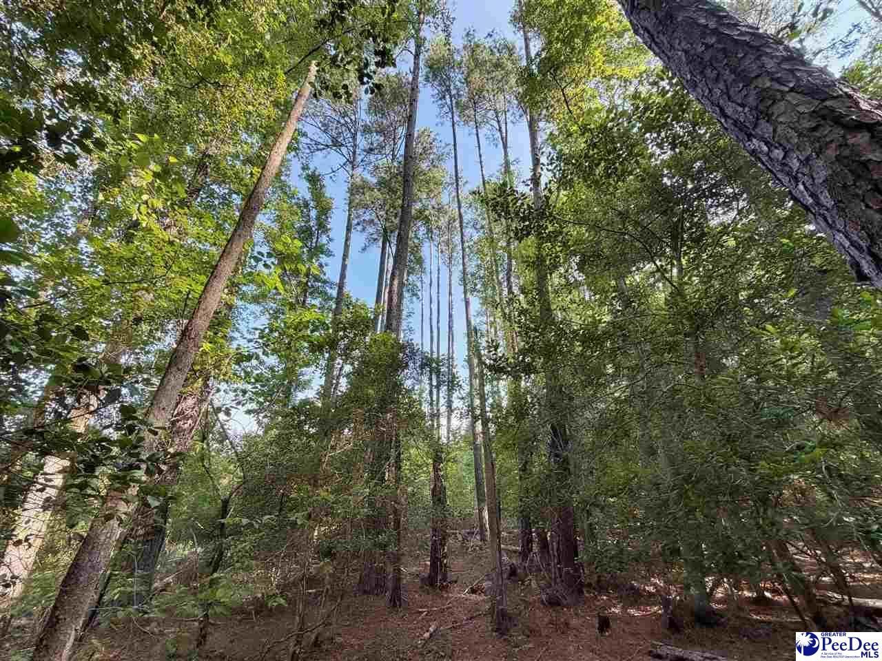 1020 Scotch Road Photo 29