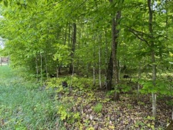 lot 1 plus Co. Rd 98 & co rd 479, McMillan, MI 49853