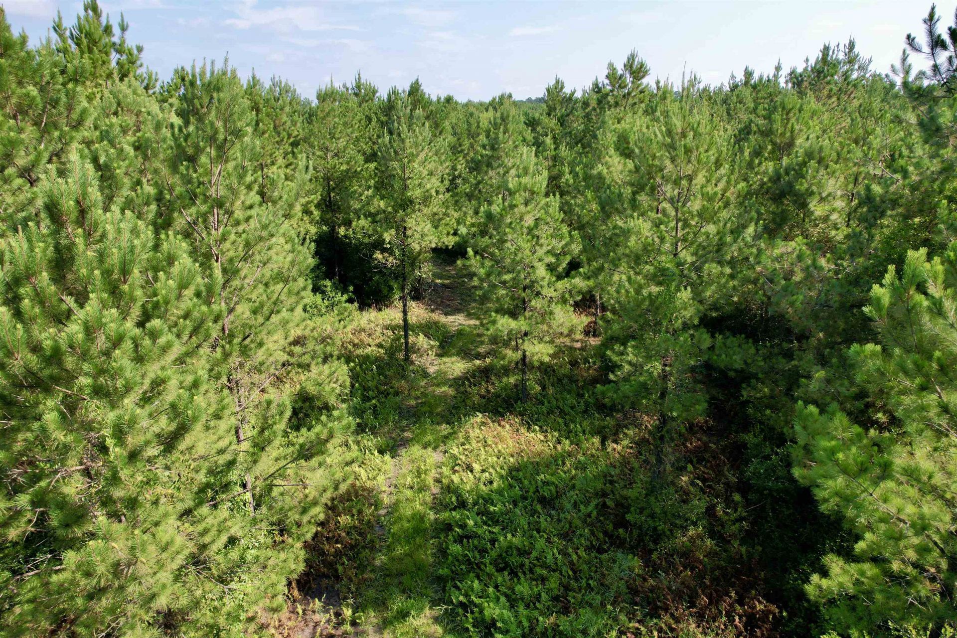 50.5 Acres Epps Rd.  Photo 10