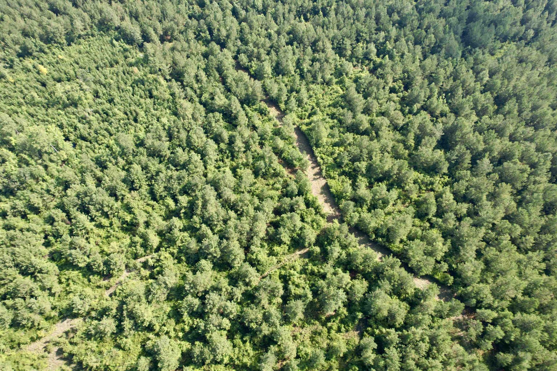50.5 Acres Epps Rd.  Photo 12