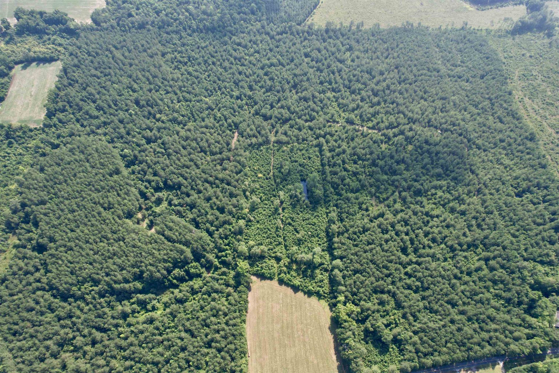 50.5 Acres Epps Rd.  Photo 14