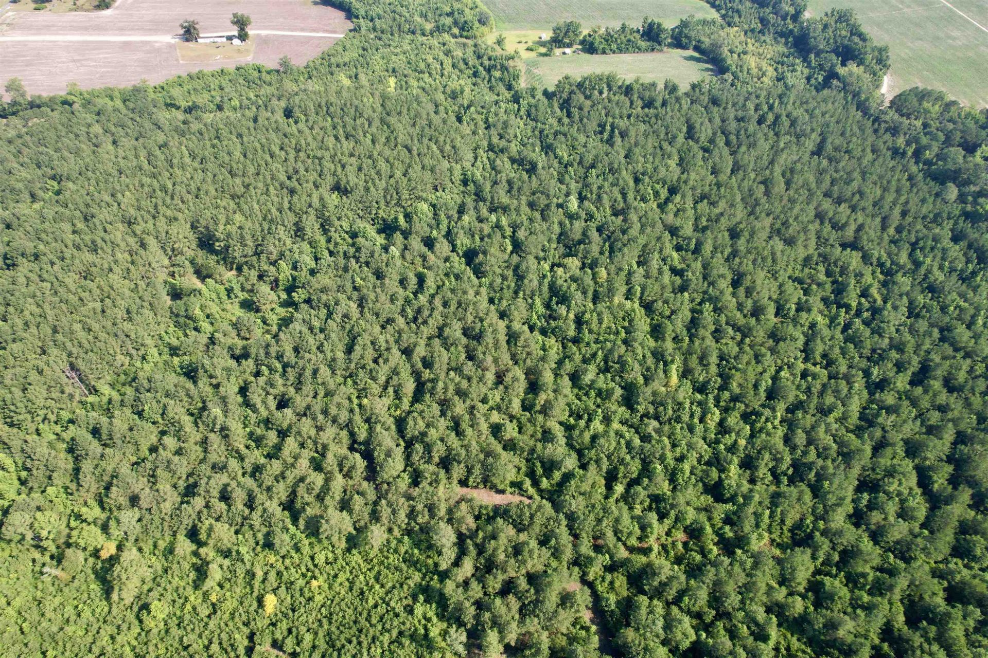 50.5 Acres Epps Rd.  Photo 16