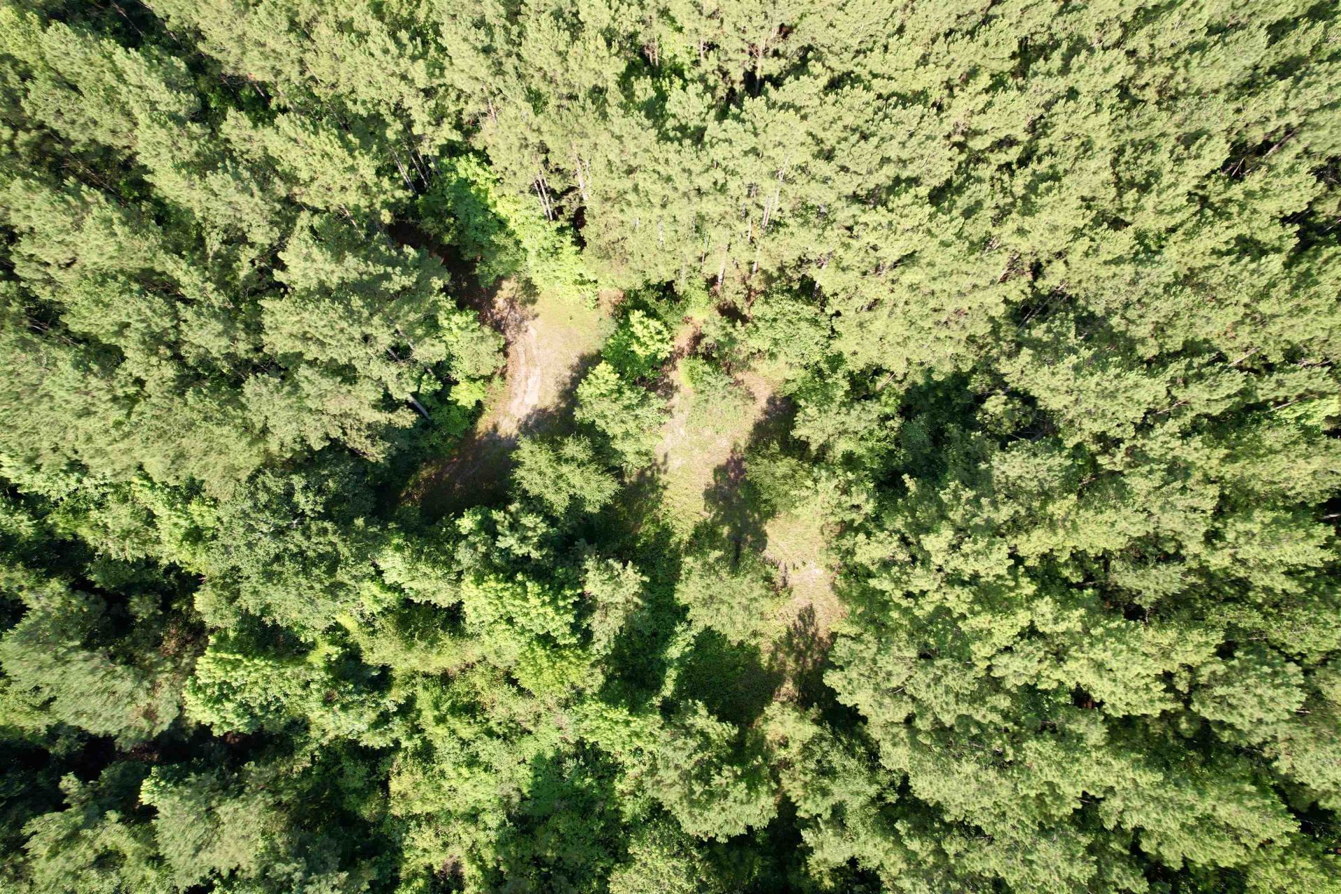 50.5 Acres Epps Rd.  Photo 18