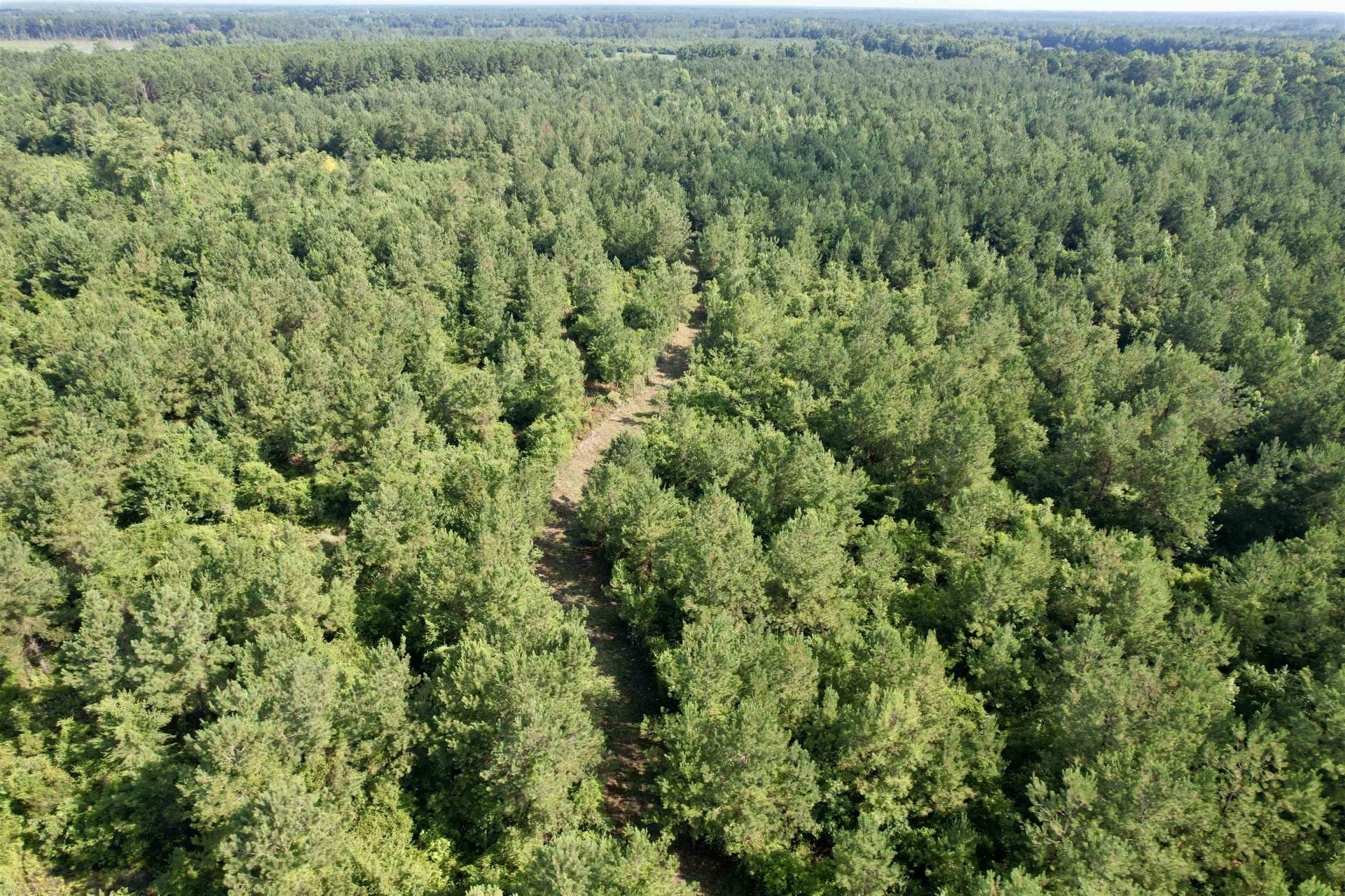 50.5 Acres Epps Rd.  Photo 23