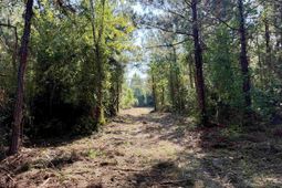 50.5 Acres Epps Rd.  photo 4