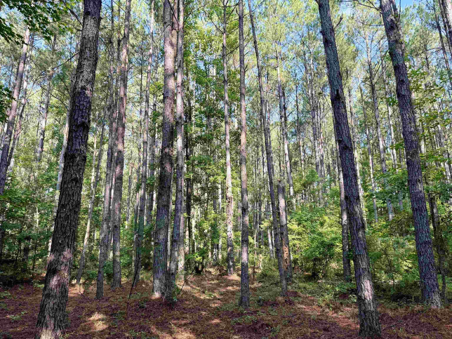 50.5 Acres Epps Rd.  Photo 4