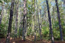 50.5 Acres Epps Rd.  photo 4