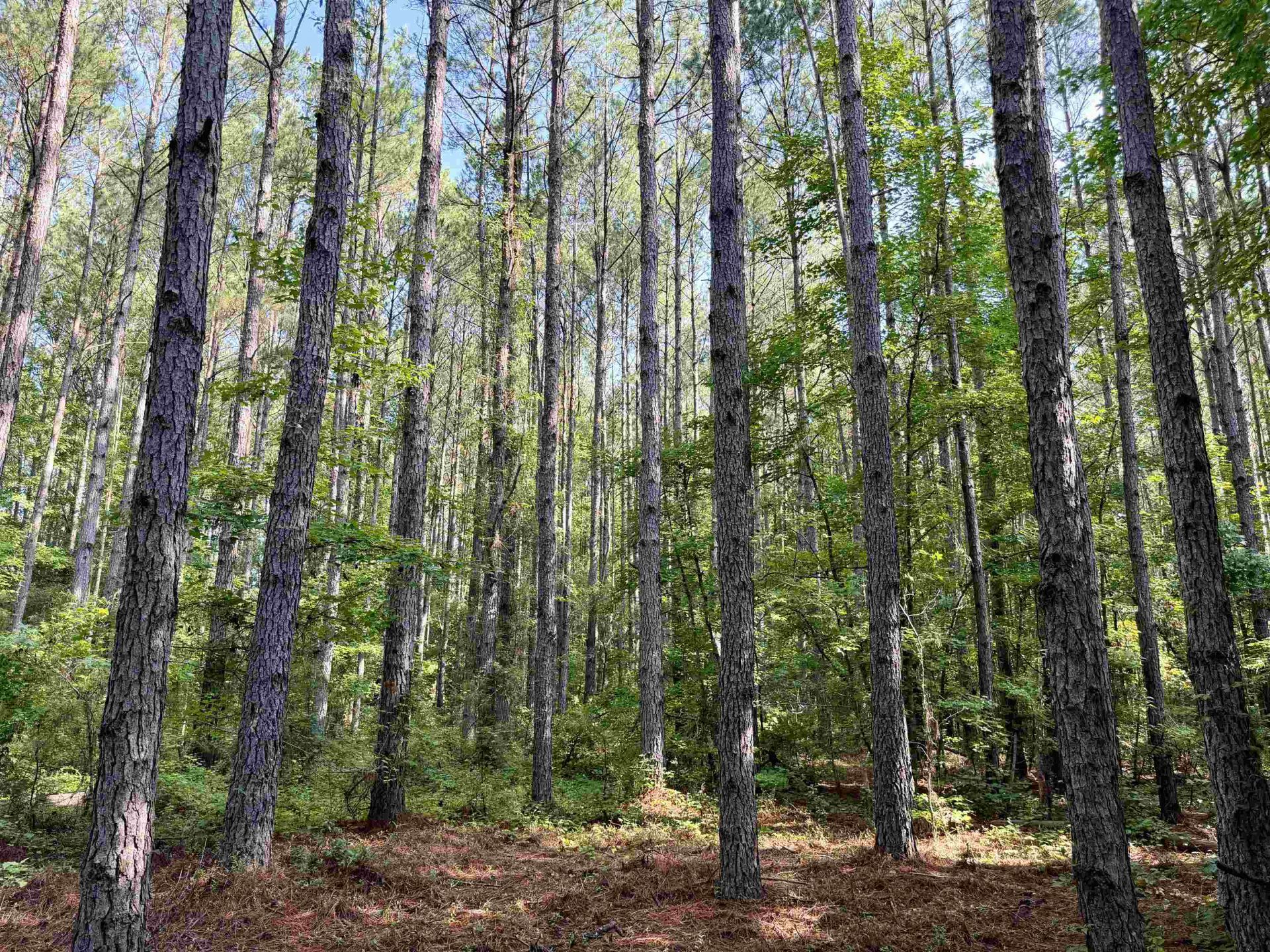 50.5 Acres Epps Rd.  Photo 5