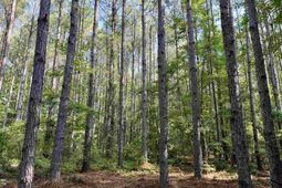 50.5 Acres Epps Rd.  photo 4