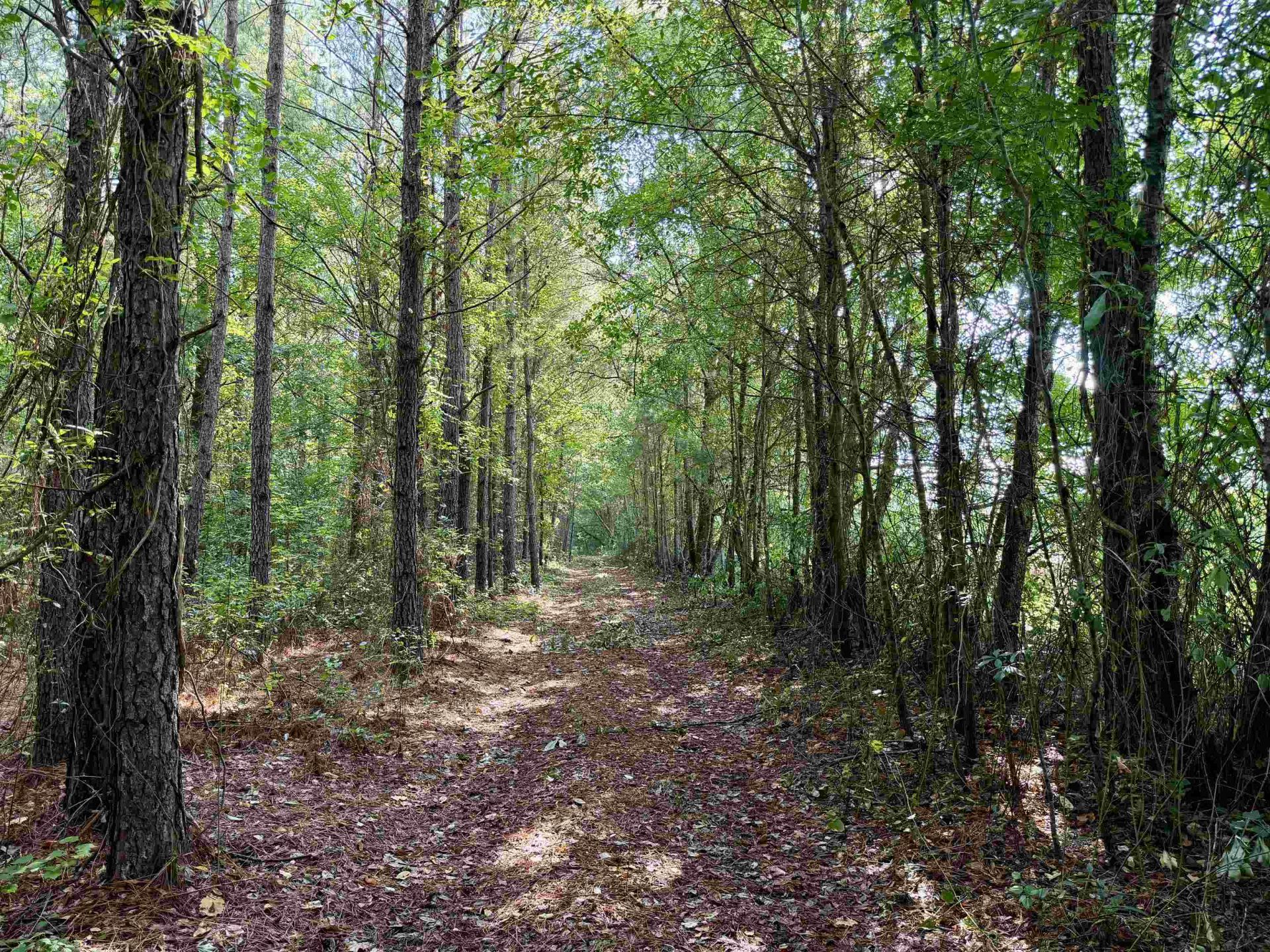 50.5 Acres Epps Rd.  Photo 6