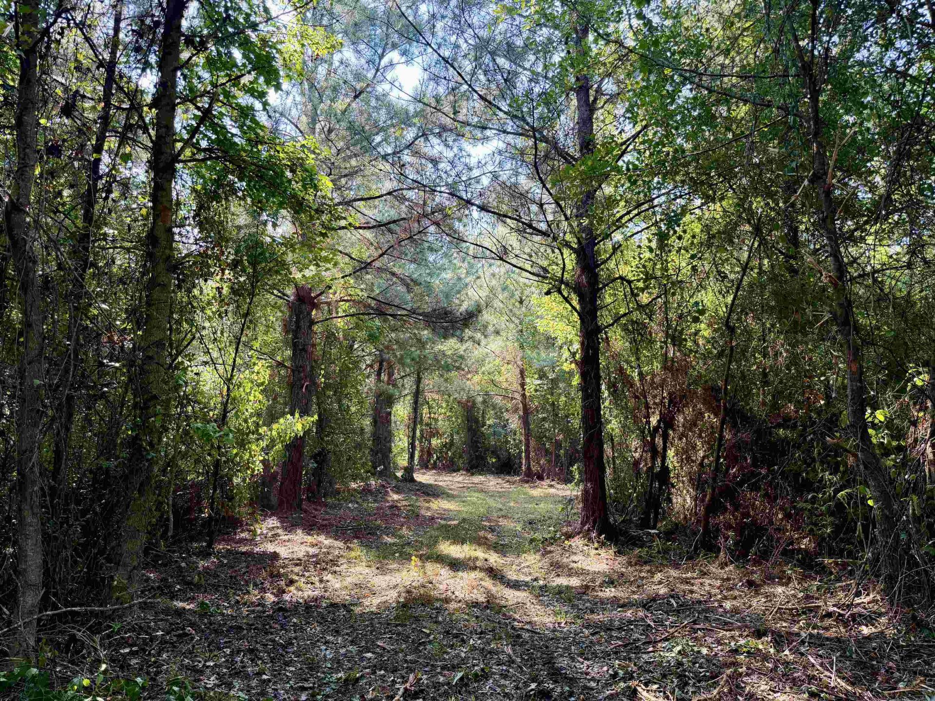 50.5 Acres Epps Rd.  Photo 7