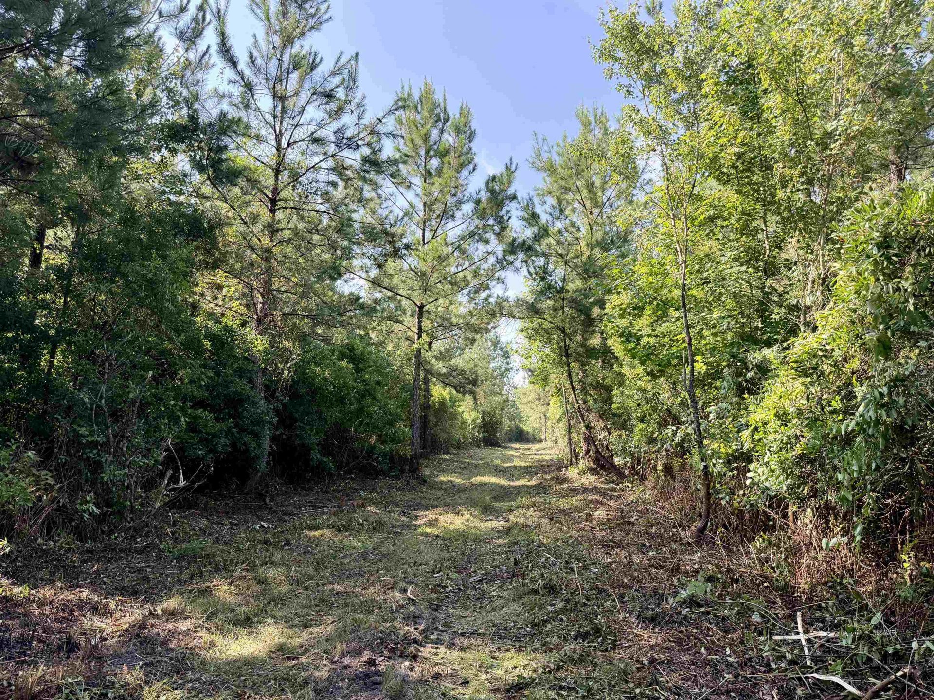 50.5 Acres Epps Rd.  Photo 8
