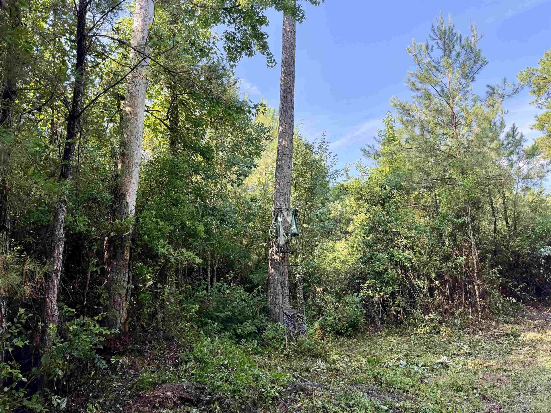 50.5 Acres Epps Rd.  Photo 9