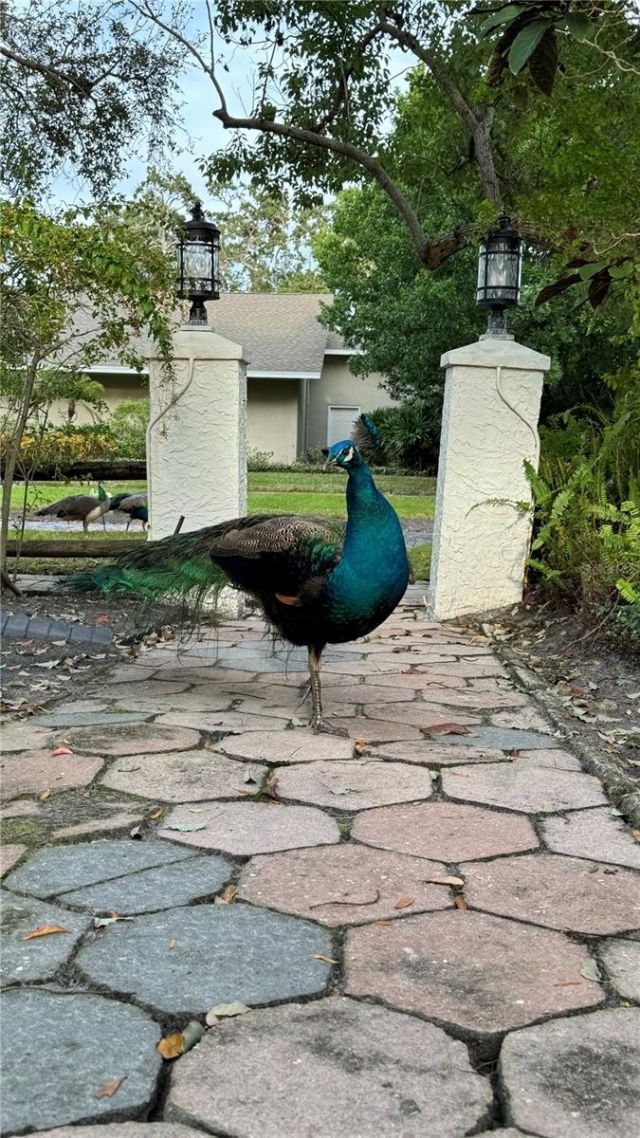 1110 Jungle Avenue N, Saint Petersburg, FL 33710 Photo