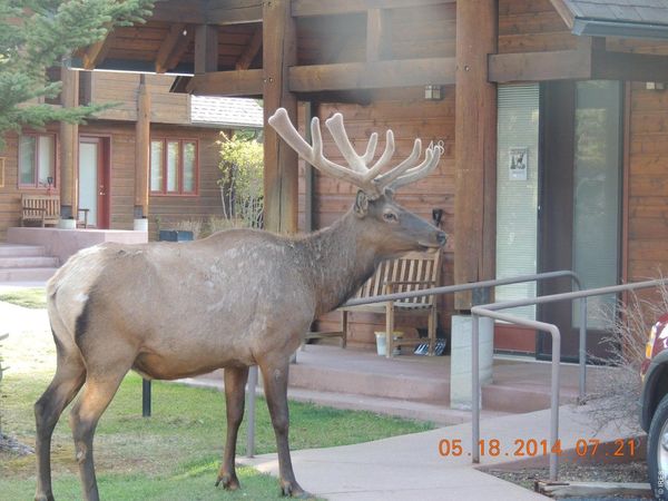 1565 Highway 66, Unit #49, Estes Park, CO 80517