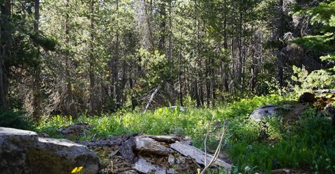 Forest 41 Rd, Soda Springs, CA 95728 Photo