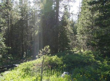Forest 41 Rd, Soda Springs, CA 95728 Photo