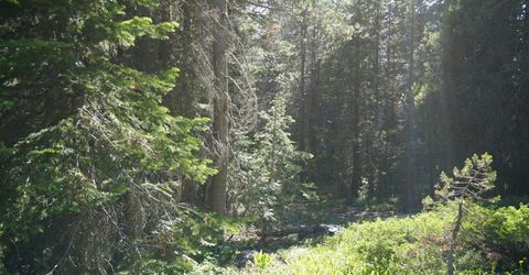 Forest 41 Rd, Soda Springs, CA 95728 Photo