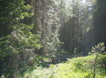 Forest 41 Rd, Soda Springs, CA 95728 Photo
