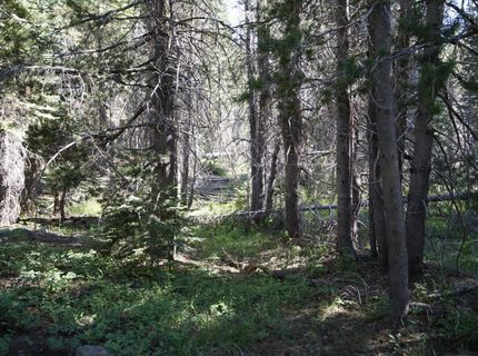 Forest 41 Rd, Soda Springs, CA 95728 Photo