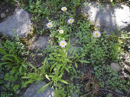Forest 41 Rd, Soda Springs, CA 95728 Photo