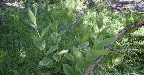 Forest 41 Rd, Soda Springs, CA 95728 Photo