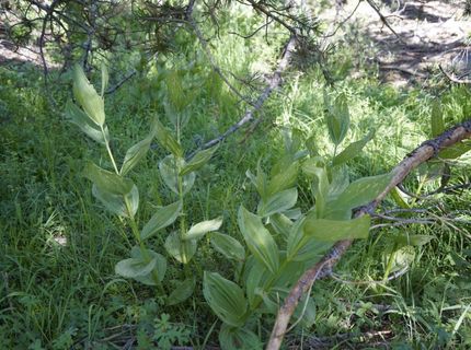 Forest 41 Rd, Soda Springs, CA 95728 Photo