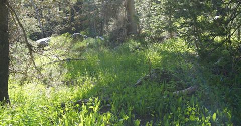 Forest 41 Rd, Soda Springs, CA 95728 Photo