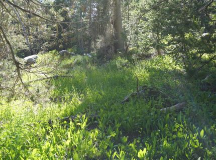 Forest 41 Rd, Soda Springs, CA 95728 Photo