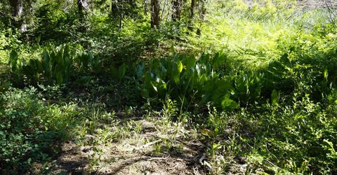 Forest 41 Rd, Soda Springs, CA 95728 Photo