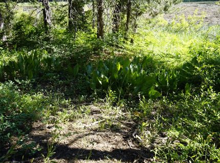 Forest 41 Rd, Soda Springs, CA 95728 Photo