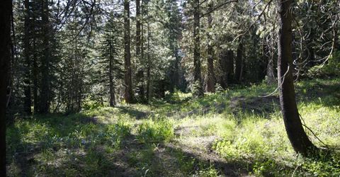 Forest 41 Rd, Soda Springs, CA 95728 Photo