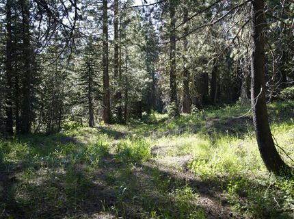 Forest 41 Rd, Soda Springs, CA 95728 Photo