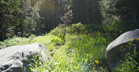 Forest 41 Rd, Soda Springs, CA 95728 Photo