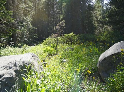 Forest 41 Rd, Soda Springs, CA 95728 Photo