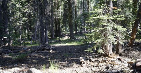 Forest 41 Rd, Soda Springs, CA 95728 Photo