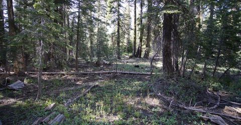 Forest 41 Rd, Soda Springs, CA 95728 Photo