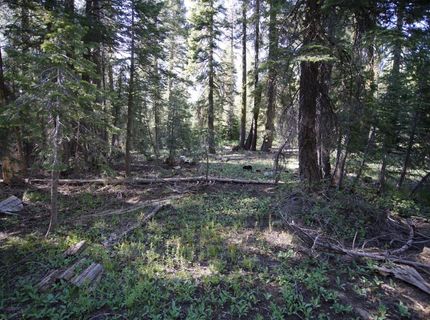 Forest 41 Rd, Soda Springs, CA 95728 Photo