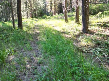 Forest 41 Rd, Soda Springs, CA 95728 Photo