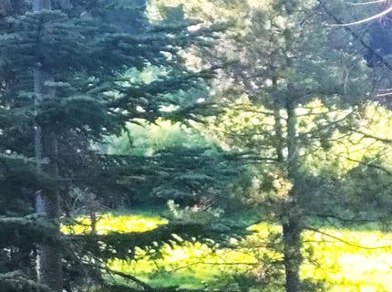 Forest 41 Rd, Soda Springs, CA 95728 Photo