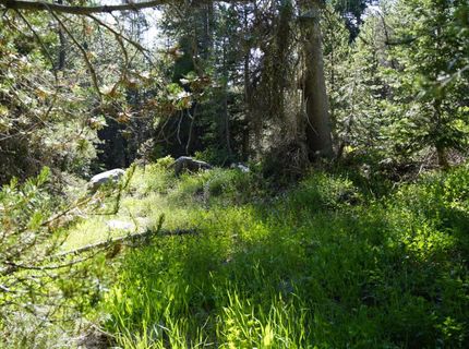 Forest 41 Rd, Soda Springs, CA 95728 Photo