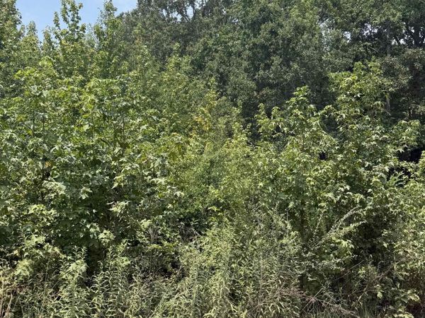 Lot 10 Gamble Lane , Carlisle, AR 72024