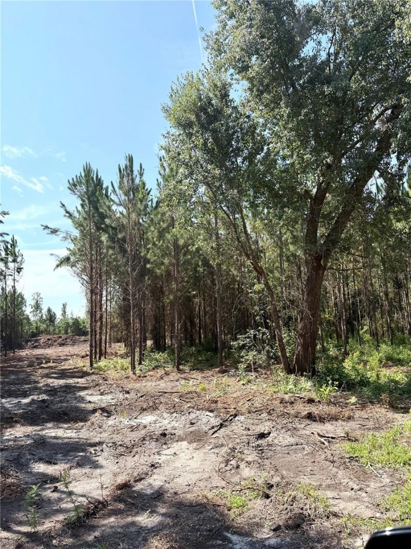 Arnold Rhoden Rd , Sanderson, FL 32087 Photo