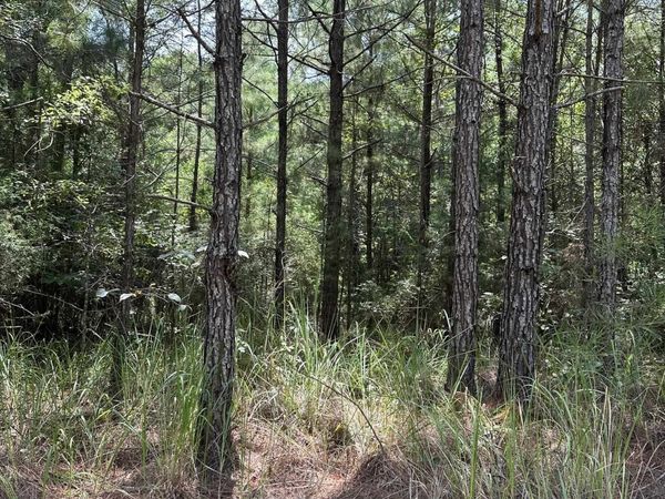 110 Frannce City Road, Millry, AL 36558