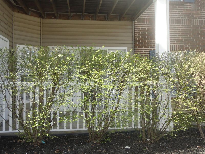 955 Mistflower Lane, Florence, KY 41042 Photo 34