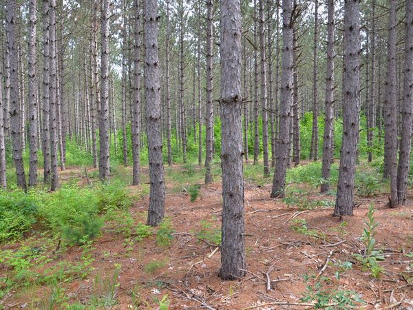 Marsh Road, Fife Lake, MI 49633