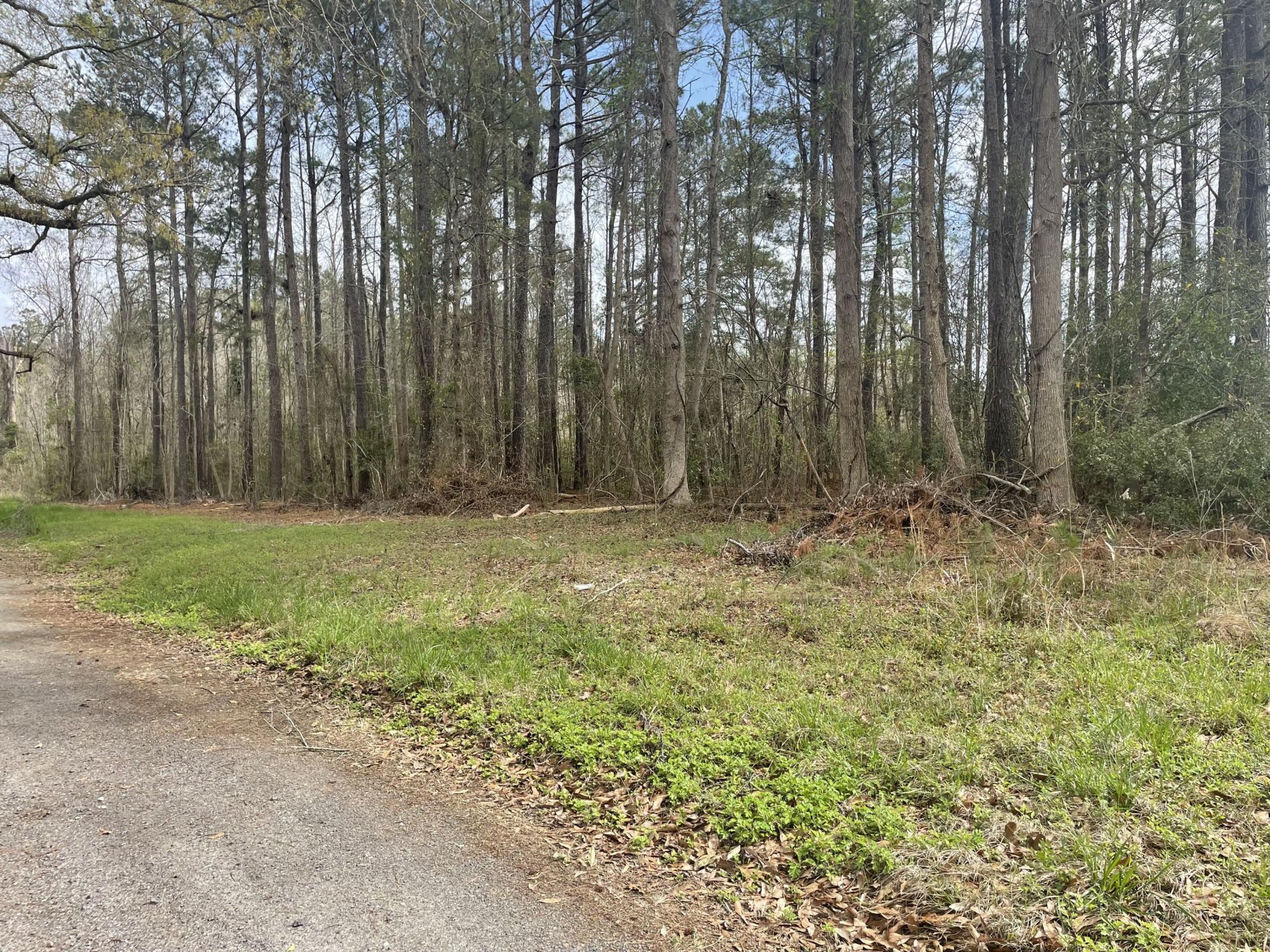None Yet Forest Drive Photo 4